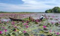 A farmer is harvesting water lily in a flooded field Royalty Free Stock Photo