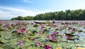 A farmer is harvesting water lily in a flooded field Royalty Free Stock Photo