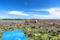 A farmer is harvesting water lily in a flooded field Royalty Free Stock Photo