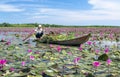 A farmer is harvesting water lily in a flooded field Royalty Free Stock Photo