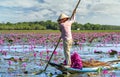 A farmer rowing a boat harvesting water lily in a flooded field on a winter morning Royalty Free Stock Photo