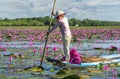 A farmer rowing a boat harvesting water lily in a flooded field on a winter morning Royalty Free Stock Photo