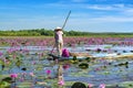 A farmer rowing a boat harvesting water lily in a flooded field on a winter morning Royalty Free Stock Photo