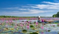 A farmer rowing a boat harvesting water lily in a flooded field on a winter morning Royalty Free Stock Photo