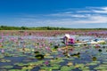 A farmer rowing a boat harvesting water lily in a flooded field on a winter morning Royalty Free Stock Photo