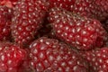 Tayberries closeup of sweet berries Royalty Free Stock Photo