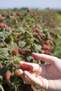 Tayberry picking Royalty Free Stock Photo