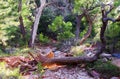 Taylor Creek, Kolob Canyons, Zion National Park, Utah