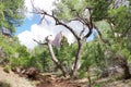 Taylor Creek, Kolob Canyons, Zion National Park, Utah Royalty Free Stock Photo