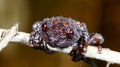 Taylor`s Warted Tree Frog Theloderma stellatum,Beautiful Frog, Frog on the rocks with moss Royalty Free Stock Photo