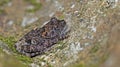 Taylor`s Warted Tree Frog Theloderma stellatum,Beautiful Frog, Frog on the rocks with moss Royalty Free Stock Photo