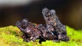 Taylor`s Warted Tree Frog Theloderma stellatum,Beautiful Frog, Frog on the rocks with moss Royalty Free Stock Photo