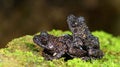 Taylor`s Warted Tree Frog Theloderma stellatum,Beautiful Frog, Frog on the rocks with moss Royalty Free Stock Photo