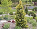 `Taylor Sunburst` Lodgepole Pine, Pinus contorta