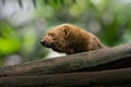 Tayra - Central and South America mustelid