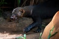 Tayra - Central and South America mustelid