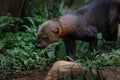 Tayra - Central and South America mustelid