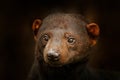 Tayra, Eira barbara, omnivorous animal from the weasel family. Tayra hidden in tropic forest, detail close-up portrait. Wildlife Royalty Free Stock Photo