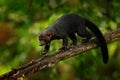 Tayra, Eira barbara, omnivorous animal from the weasel family. Tayra hidden in tropic forest, sitting on the green tree. Wildlife Royalty Free Stock Photo