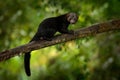 Tayra, Eira barbara, omnivorous animal from the weasel family. Tayra hidden in tropic forest, sitting on the green tree. Wildlife Royalty Free Stock Photo