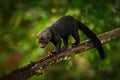 Tayra, Eira barbara, omnivorous animal from the weasel family. Tayra hidden in tropic forest, sitting on the green tree. Wildlife Royalty Free Stock Photo