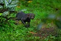 Tayra, Eira barbara, omnivorous animal from the weasel family. Tayra hidden in tropic forest. Wildlife scene from nature, Costa Royalty Free Stock Photo