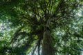 A magnificent tree in the forest Tayrona