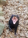 Tazmanian devil big teeth Royalty Free Stock Photo