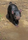 Tazmanian Devil Royalty Free Stock Photo