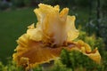 TB Iris `Honey House` close-up in the soft evening light