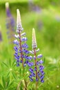 TBeautiful blooming of blue lupin flowers growing in a summer meadow among the grass. Royalty Free Stock Photo