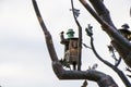 Landmark in Rikhe park, city center of Tbilisi, statue of iron tree