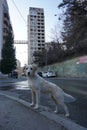 Tbilisi, Georgia - February 19th 2022 - Cute street dog in a neighbourhood of Tbilisi in Georgia