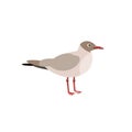 The seagull. Sea birds in the style of flat. Royalty Free Stock Photo