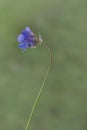 Blue dicks against green bokeh