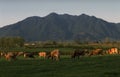 Te Aroha Jersey herd