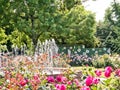 Te Awamutu Rose Gardens in Spring Waipa Waikato New Zealand NZ