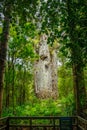 The Te Matua Ngahere kauri tree in the Waipoua Forest Royalty Free Stock Photo