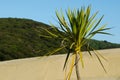 Te Paki Sand Dunes Royalty Free Stock Photo