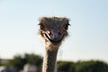 Ostrich Smile