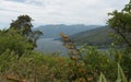 Te Urewera National Park Royalty Free Stock Photo