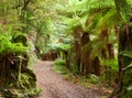 Te Urewera National Park, North Island, New Zealand