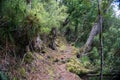 Te Urewera National Park walk Royalty Free Stock Photo