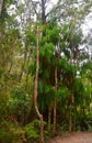 Pupu Springs and forest, Golden Bay, New Zealand