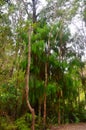 Pupu Springs and forest, Golden Bay, New Zealand Royalty Free Stock Photo