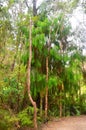 Pupu Springs and forest, Golden Bay, New Zealand Royalty Free Stock Photo