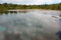 Pupu Springs and forest, Golden Bay, New Zealand Royalty Free Stock Photo