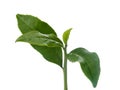 Tea branch