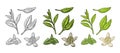 Tea branch with leaves, melissa, jasmine. Vector vintage engraving