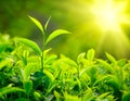 Tea bud and leaves Royalty Free Stock Photo